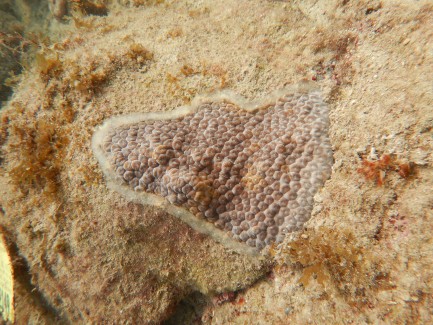Bubbly, rough-textured surface of underwater coral with layer of paste.