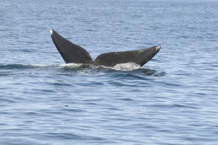Tips the North Atlantic Right Whale