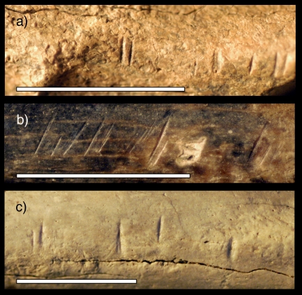 Composite photo showing cut marks on 3 different bones