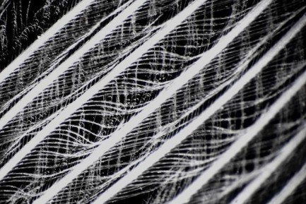 Feather under a microscope