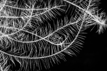 Feather under a microscope