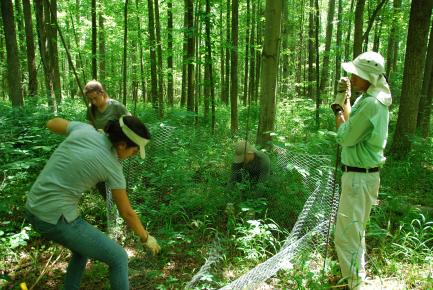 Setting up deer exclusion cage