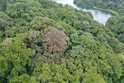 Damaged trees