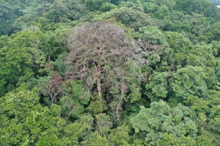 Damaged trees
