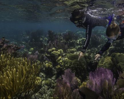 Scuba divers