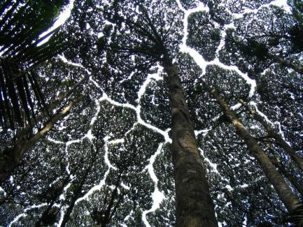 Ant in tree canopy