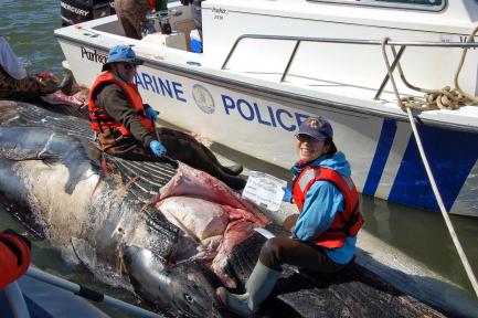 Maya Yamato and John Ososky with dead whale