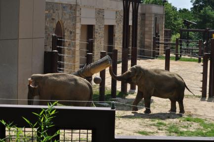 Elephants