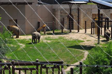 Elephants