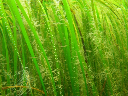 Close-up of underwater blades of grass