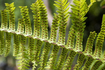 Underside of fern leaf