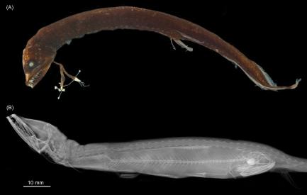 xray images of dragonfish