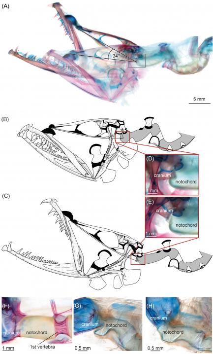 comparison images of dragonfish head joint