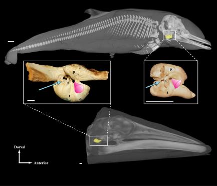 reconstruction of whale inner ear