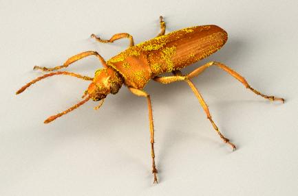 Beetle with pollen grains