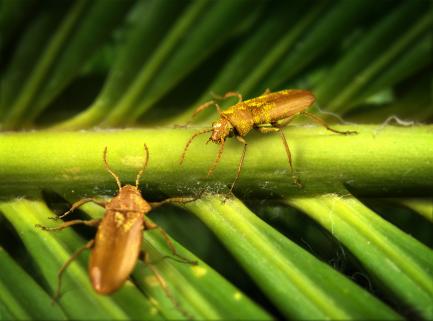 beetles on plant