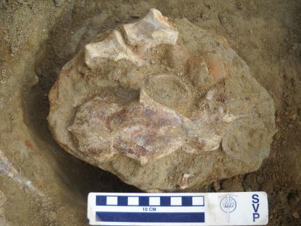 Fossil Jacket of P. blytheae skull