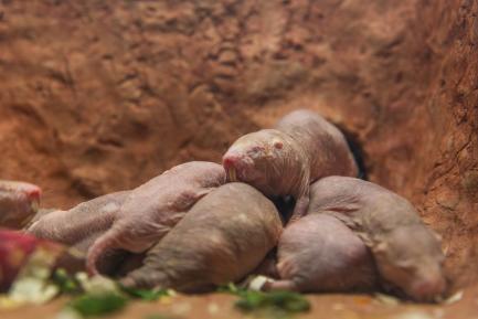 Naked mole-rats in their brand new exhibit at the Smithsonian’s National Zoo