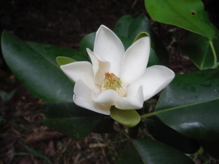 Single flower on a dark leaf