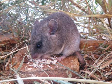 gerbil