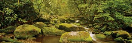 Panoramic view of stream, mossy rocks