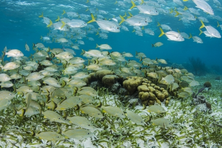 Small fish swimming near coral reef