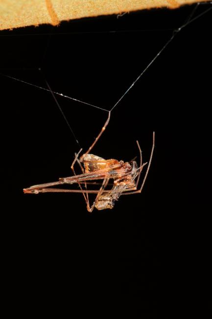 Male Pelican Spider
