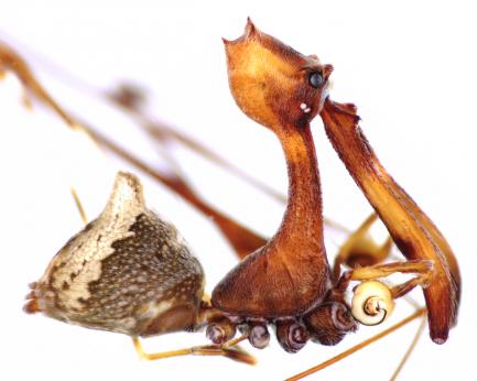 lateral view of pelican spider