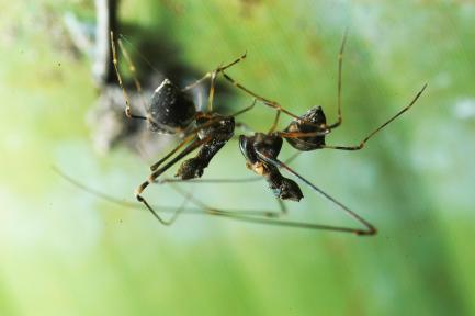 Mating spiders
