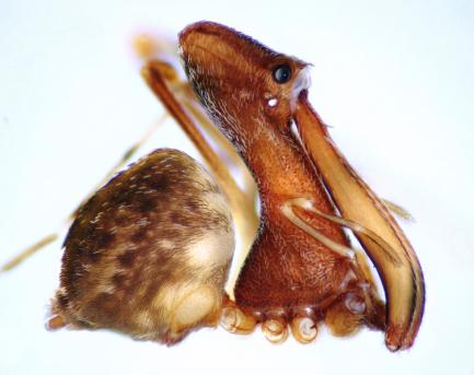 composite image of pelican spider