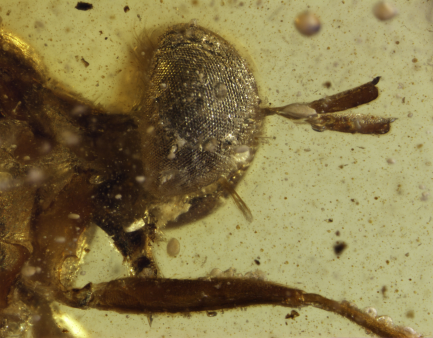 Assassin Fly head