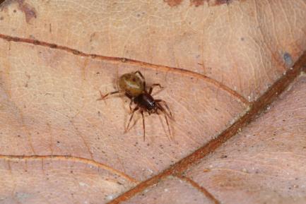spider on leaf