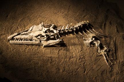 mosasaur skeleton