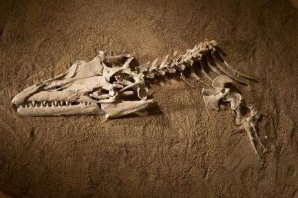 Mosasaur skull