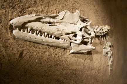 Mosasaur skull