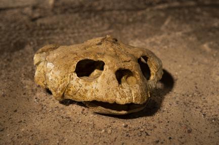 sea turtle skull