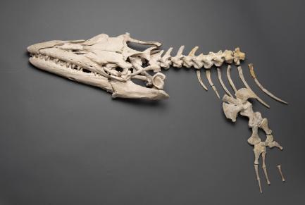Mososaur skeleton