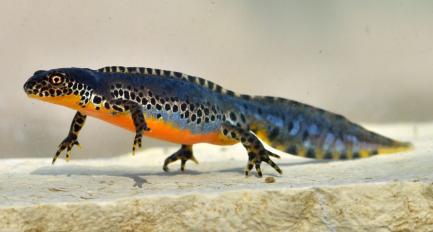 ichthyosaura alpestris