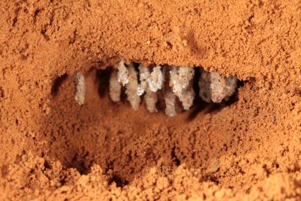 ant fungal garden chamber
