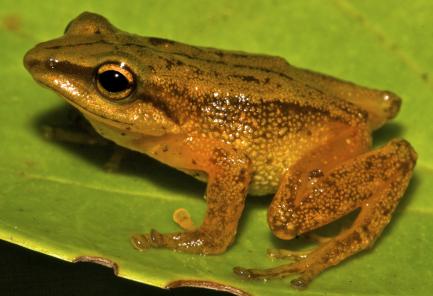 male frog on leaf