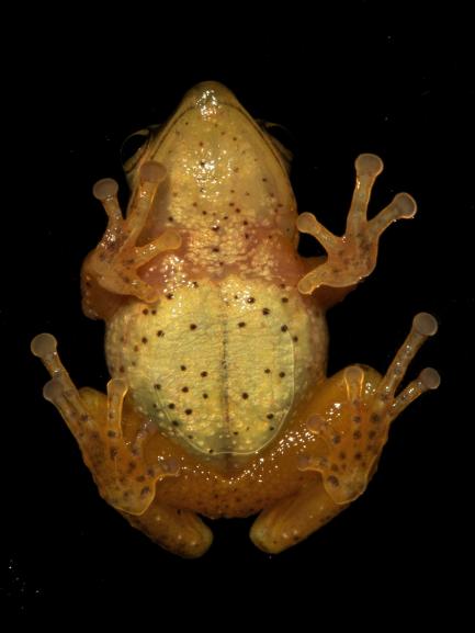 frog seen from below
