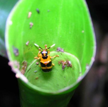 rolled leaf beetles
