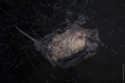 a bat caught in a net