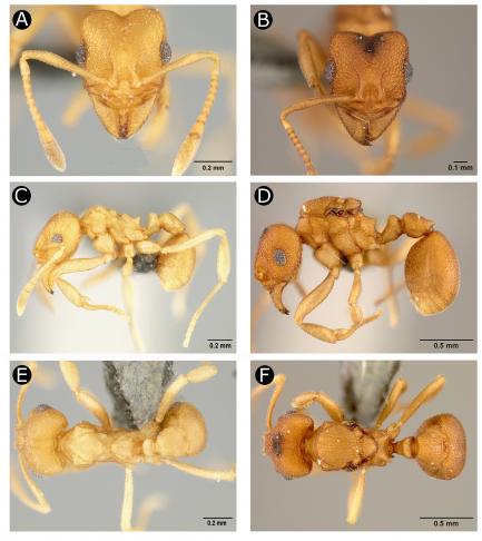 ant anatomy close-ups