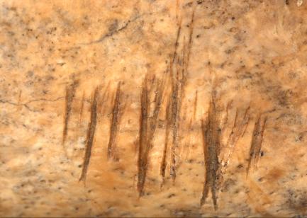 Jamestown - Mandible Detail 1