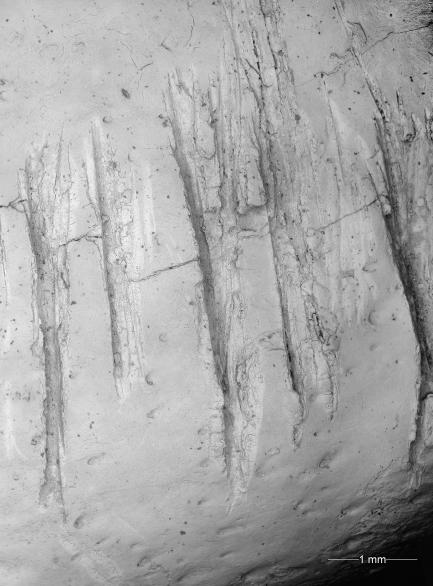 Jamestown - Mandible Detail 1