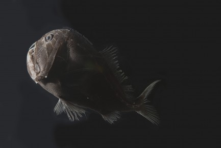Deep-sea ultra black fish