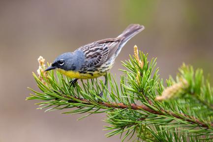 Closeup of bird on branch