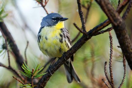 Close up of small blue and yellow bird