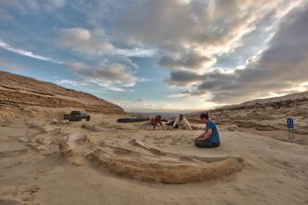 Fossil whales at Cerro Ballena